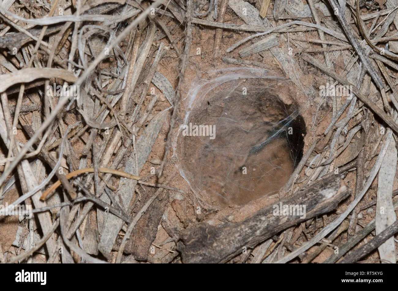 /img/17436-oklahoma-tarantula-conservation.webp