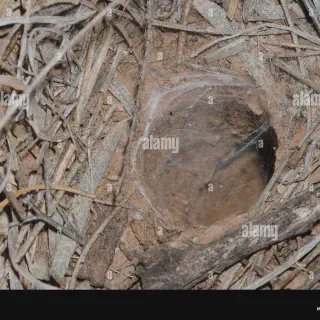 /img/17436-oklahoma-tarantula-conservation.webp