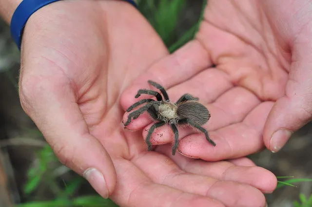 17436 oklahoma tarantula species