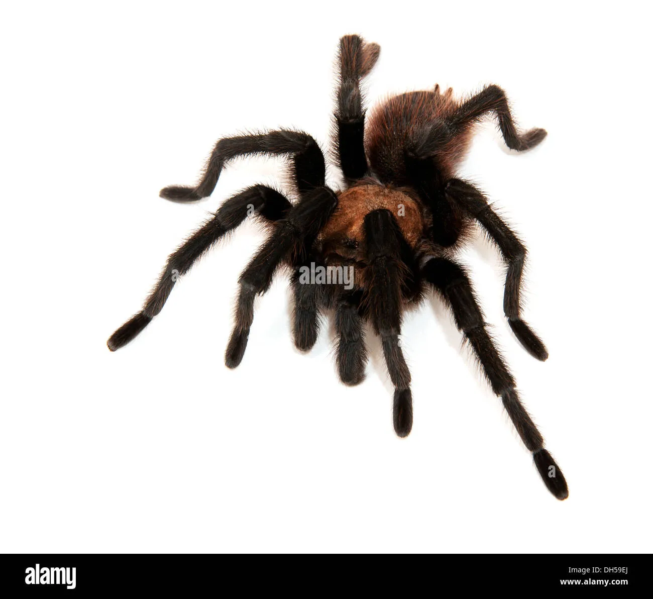 17436 tarantula handling