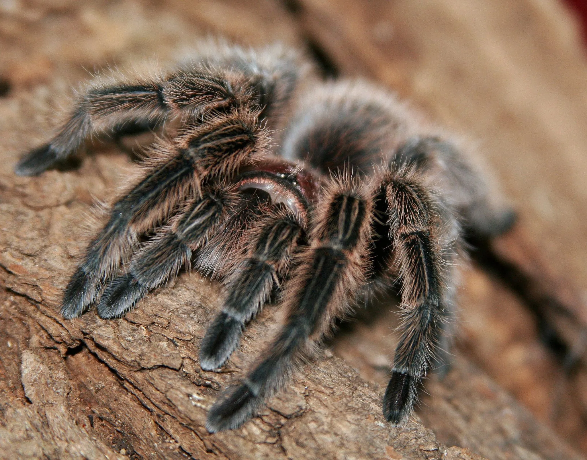 /img/17437-chilean-gold-burst-tarantula-close-up.webp