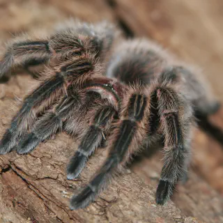 /img/17437-chilean-gold-burst-tarantula-close-up.webp