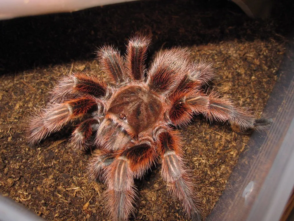 17437 chilean gold burst tarantula feeding