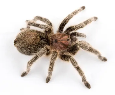 17437 chilean gold burst tarantula handling