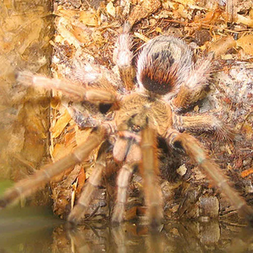 17437 chilean gold burst tarantula in habitat