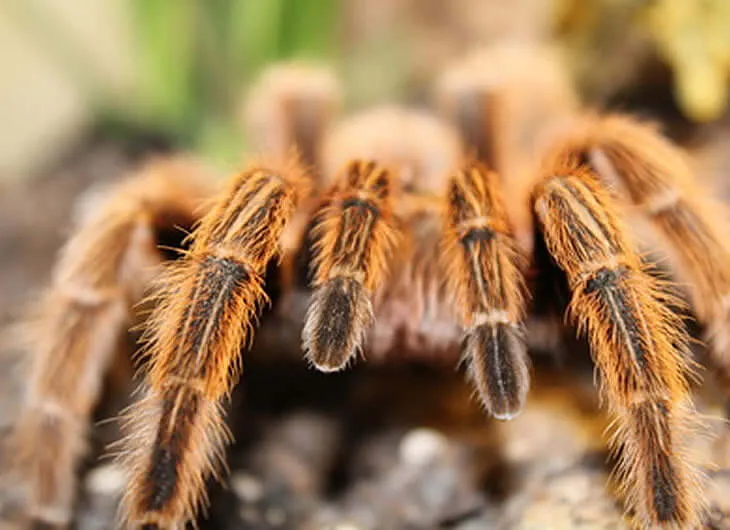 17437 chilean gold burst tarantula molting