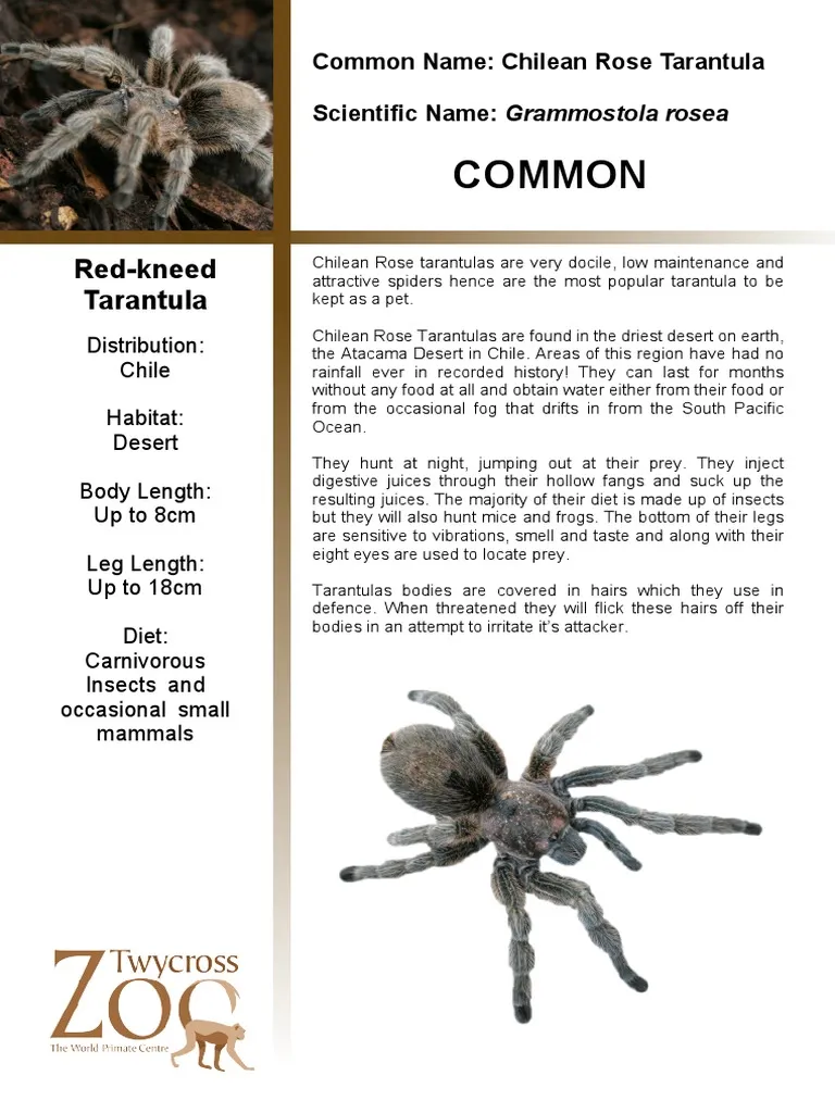 17437 chilean gold burst tarantula overview