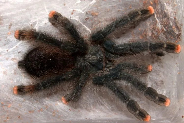 17439 purple bloom tarantula