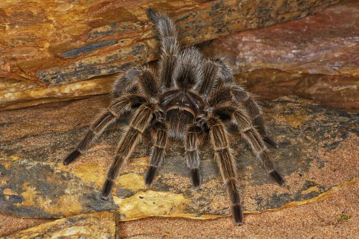 17439 tarantula feeding
