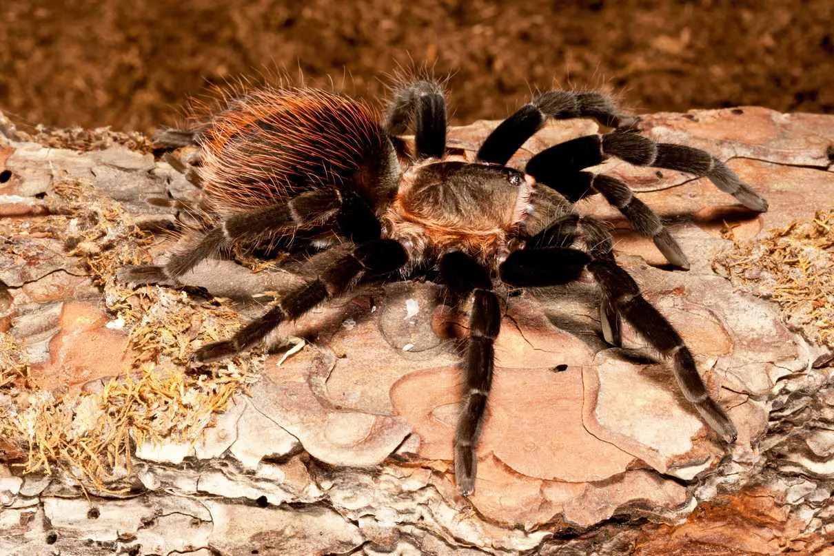 17439 tarantula habitat