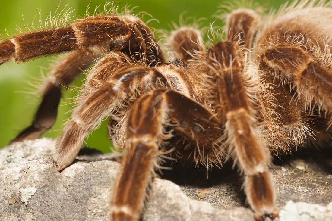 /img/17439-tarantula-handling.webp