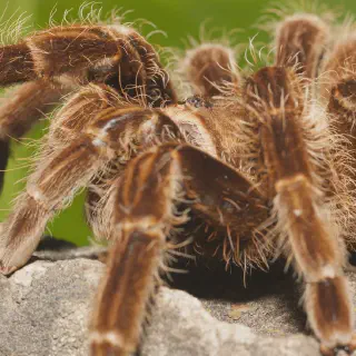 /img/17439-tarantula-handling.webp