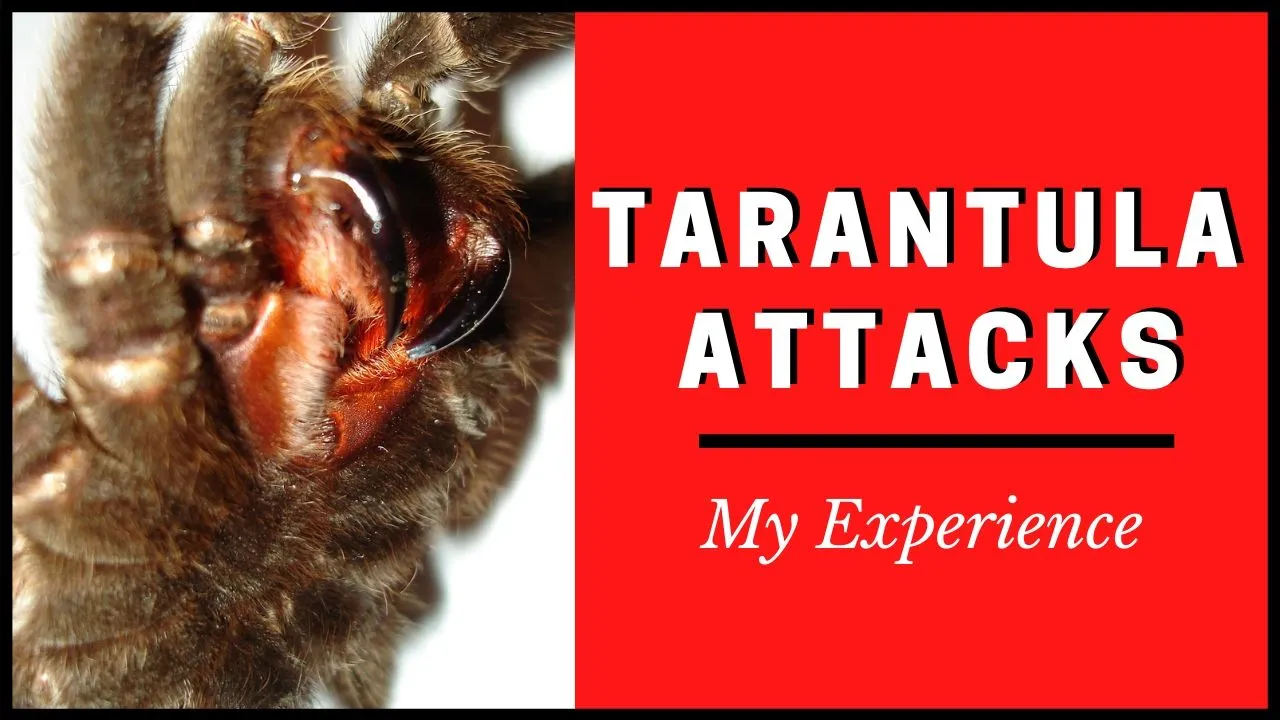 17441 ants attacking tarantula