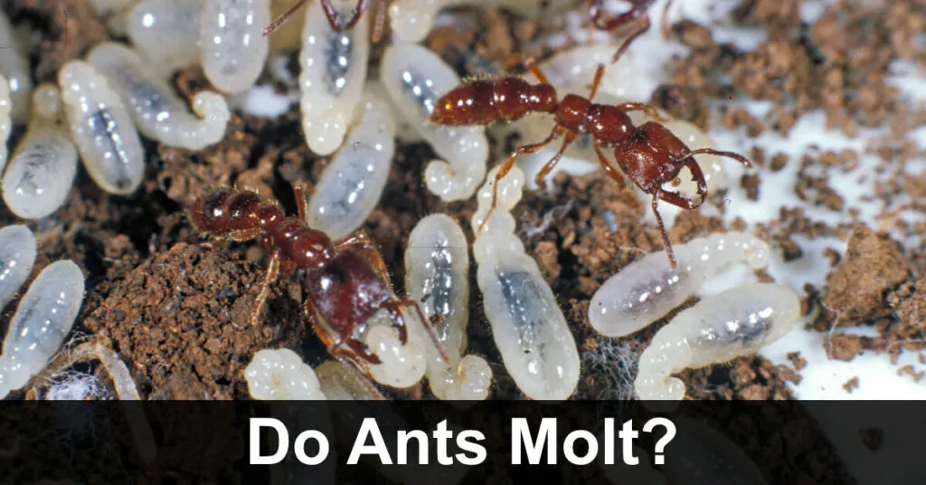 17441 natural ant repellents