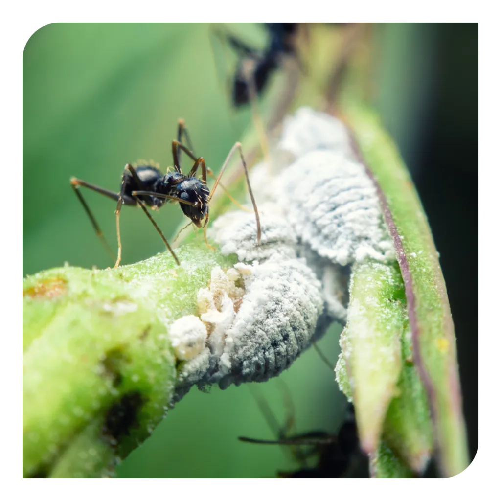 17441 removing ants from enclosure