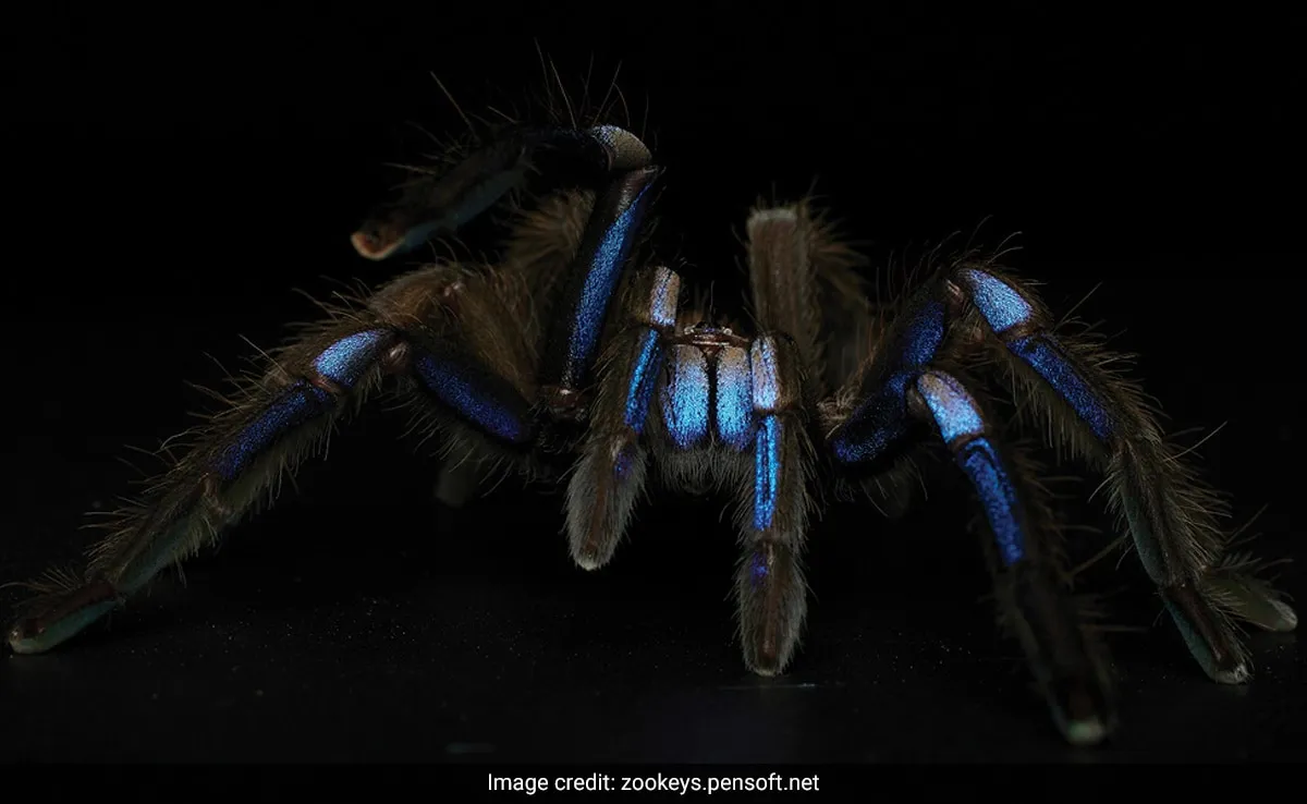 17443 blue tarantula appearance