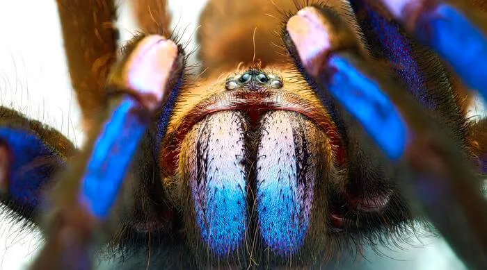 17443 blue tarantula conservation