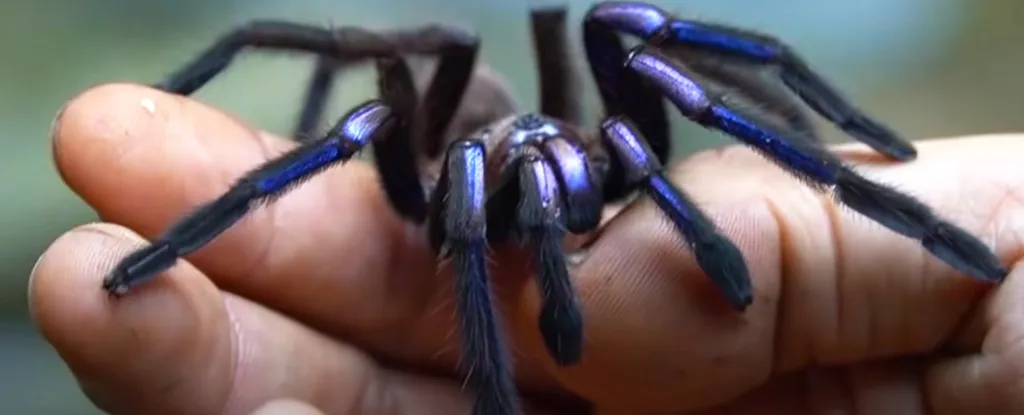 17443 blue tarantula feeding