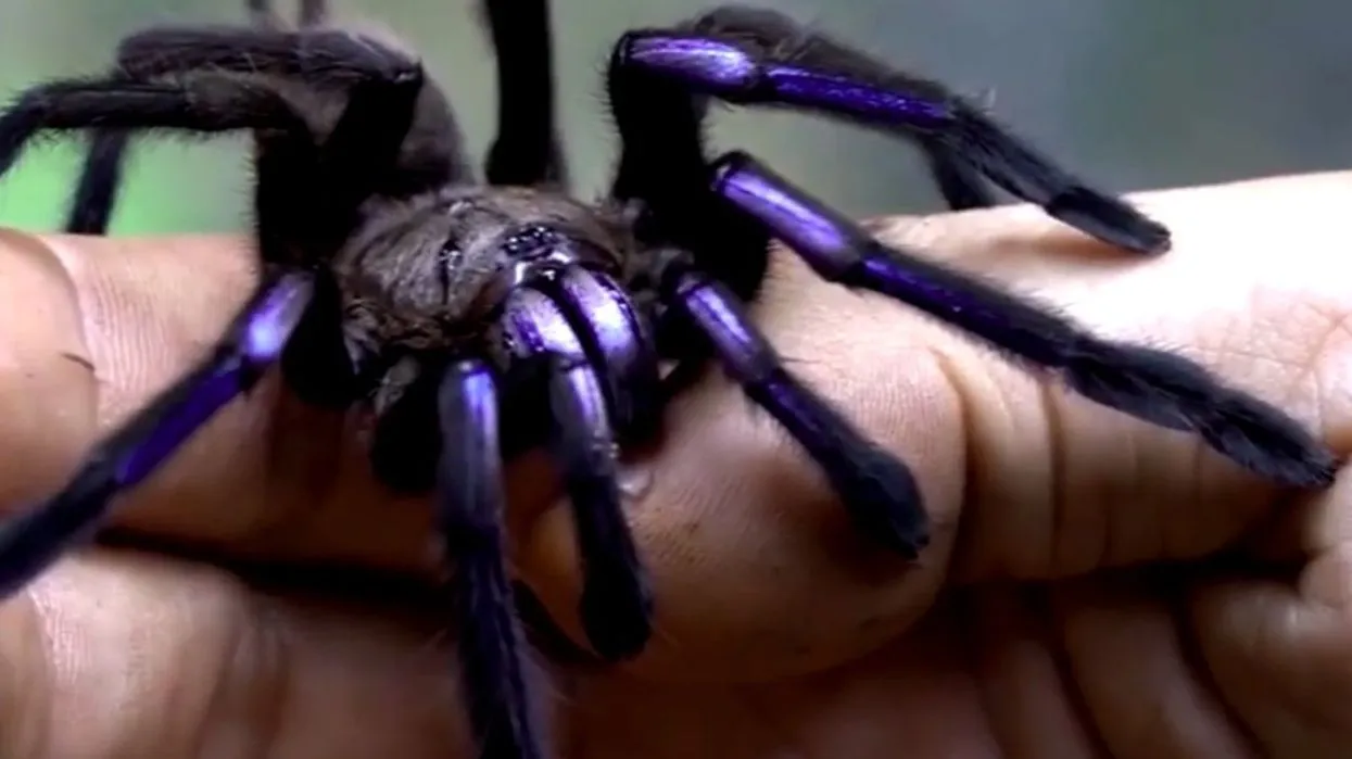 17443 blue tarantula habitat