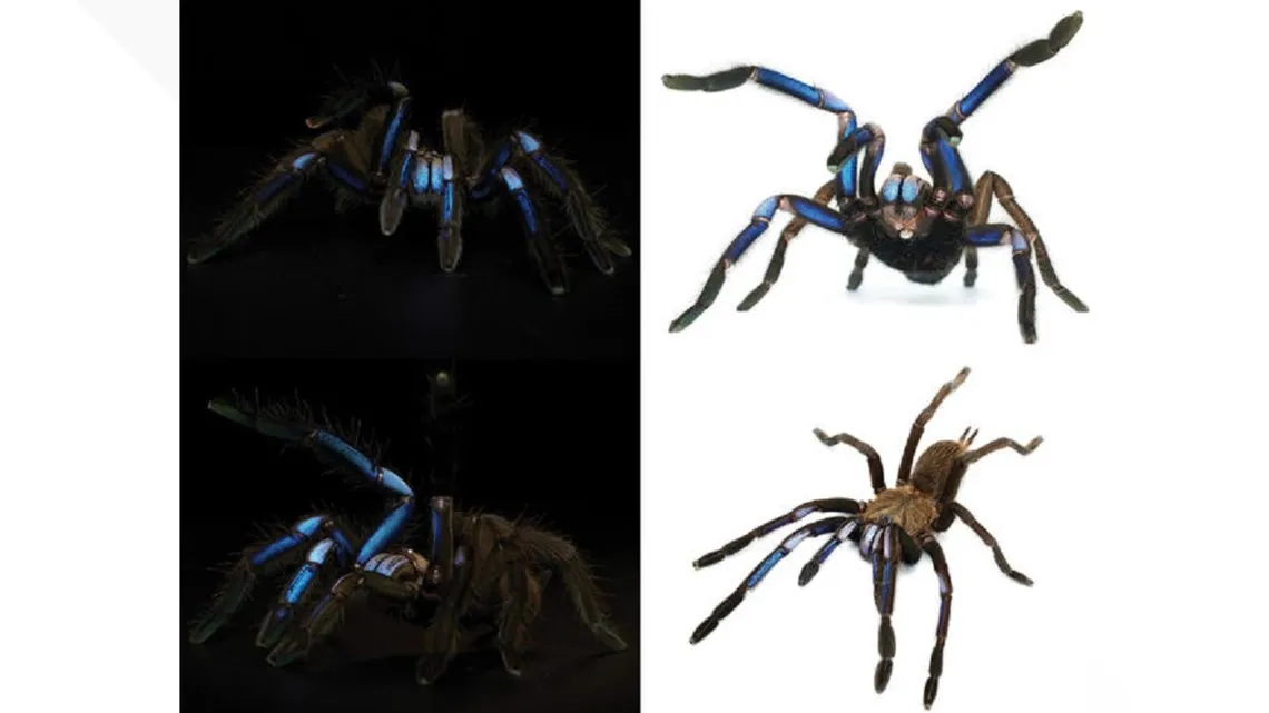 /img/17443-blue-tarantula-venom.webp