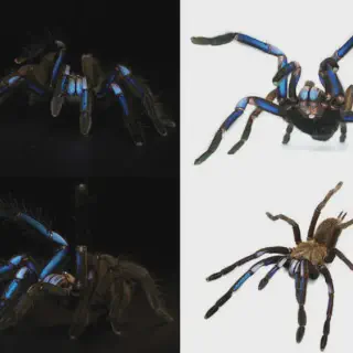 /img/17443-blue-tarantula-venom.webp