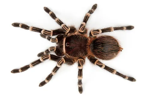 17444 striped knee tarantula close up