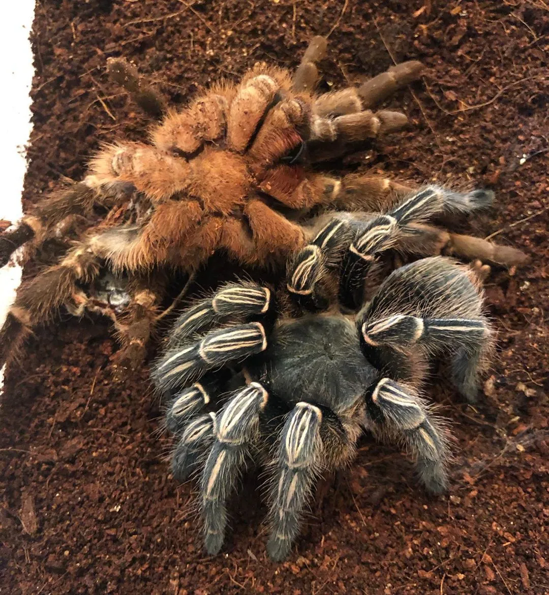17444 striped knee tarantula enclosure