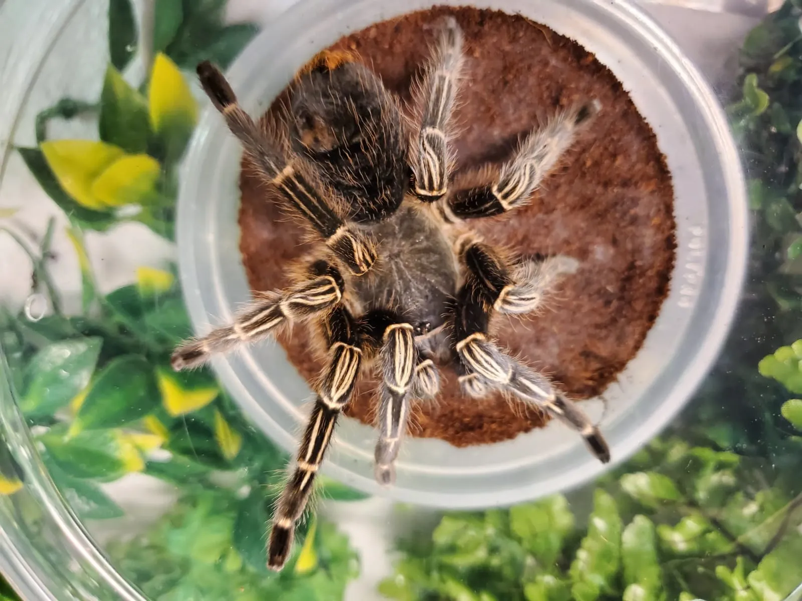 17444 striped knee tarantula feeding