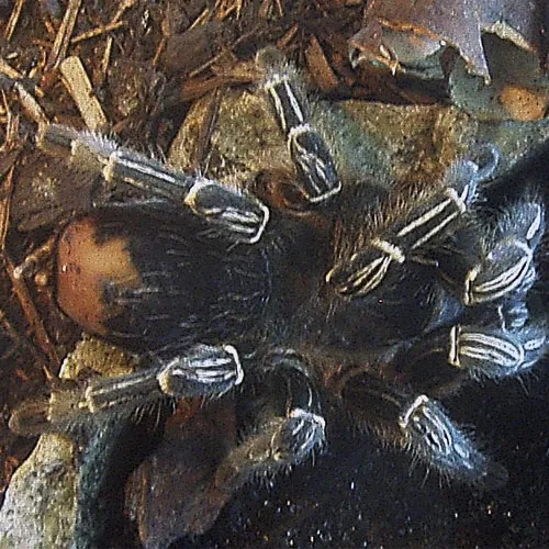 17444 striped knee tarantula handling