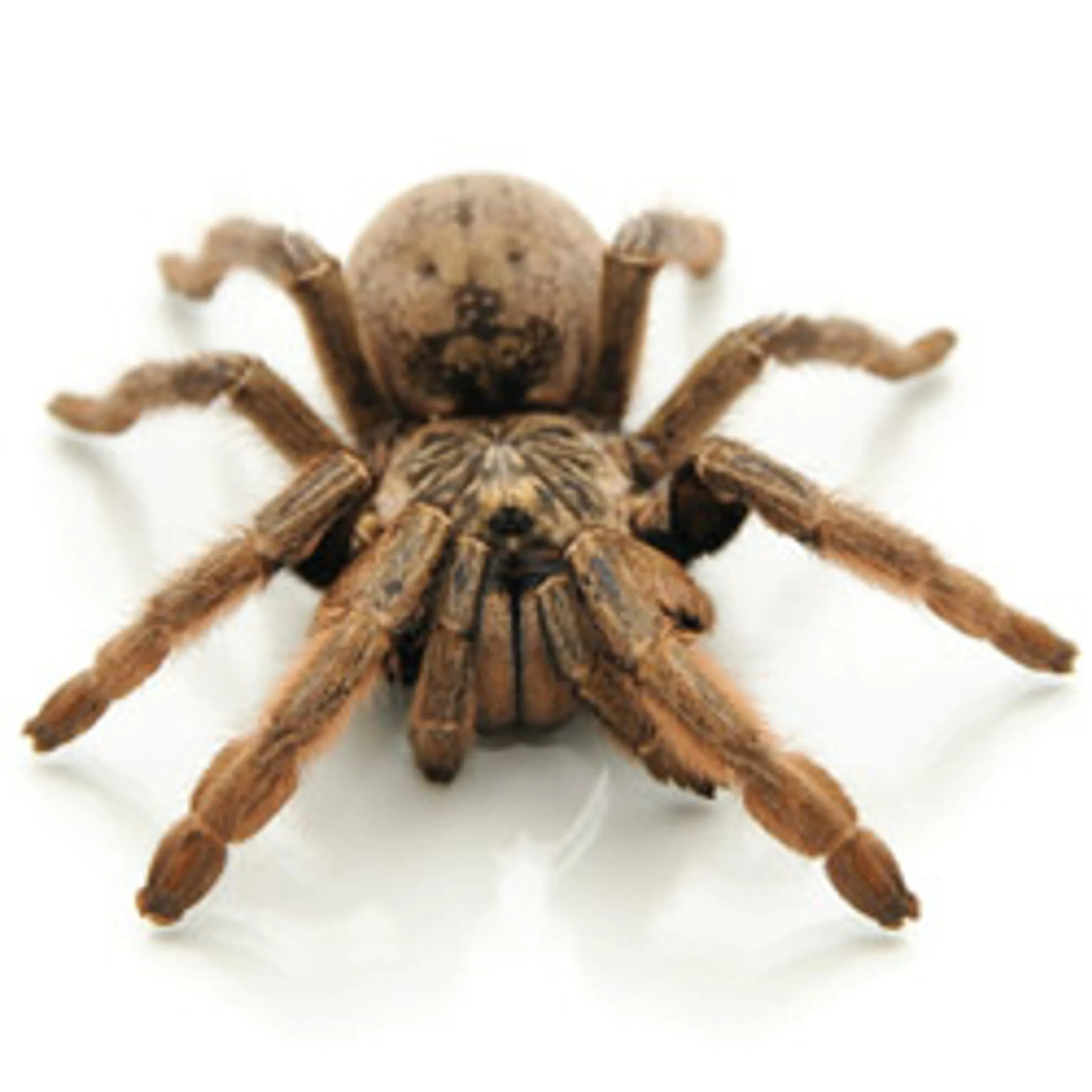 /img/17444-striped-knee-tarantula-healthy.webp