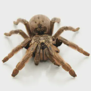 /img/17444-striped-knee-tarantula-healthy.webp