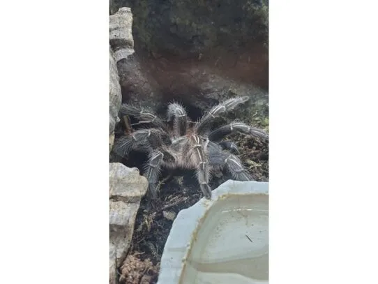 17444 striped knee tarantula overview