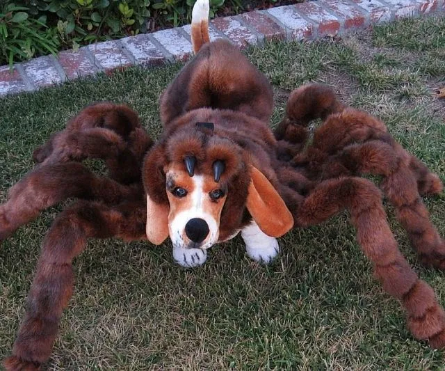 /img/17446-dog-costume-shopping.webp