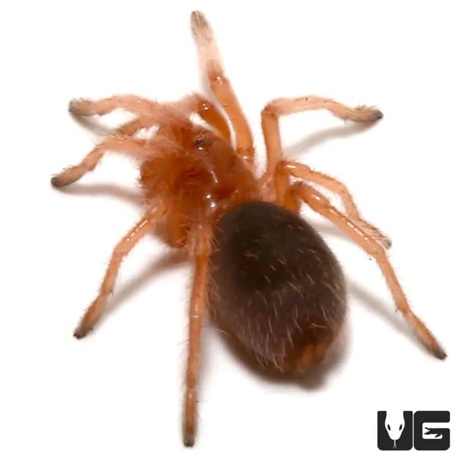 /img/17447-chilean-rose-tarantula-comparison.webp