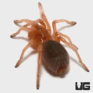 /img/17447-chilean-rose-tarantula-comparison.webp
