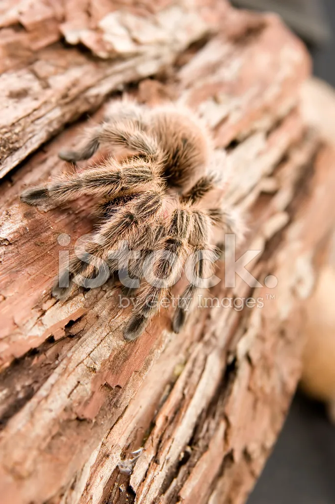 17447 chilean rose tarantula feeding
