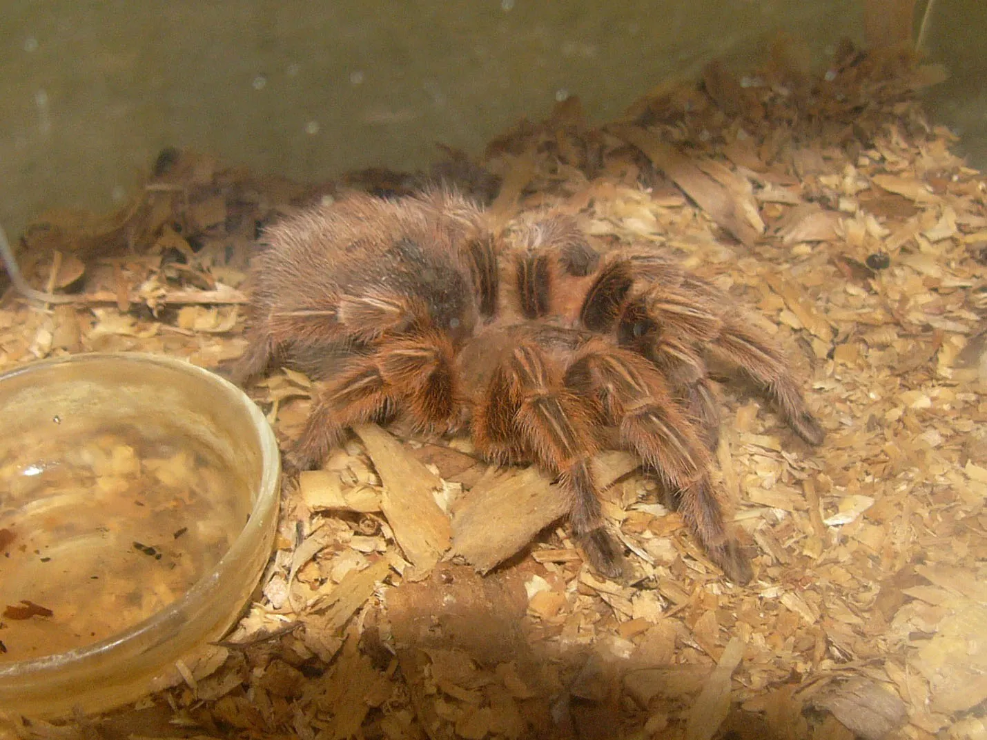 17447 chilean rose tarantula habitat