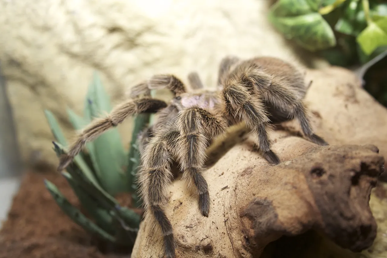 17447 chilean rose tarantula health