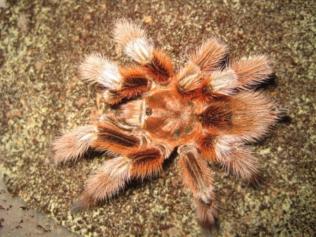 17447 chilean rose tarantula overview