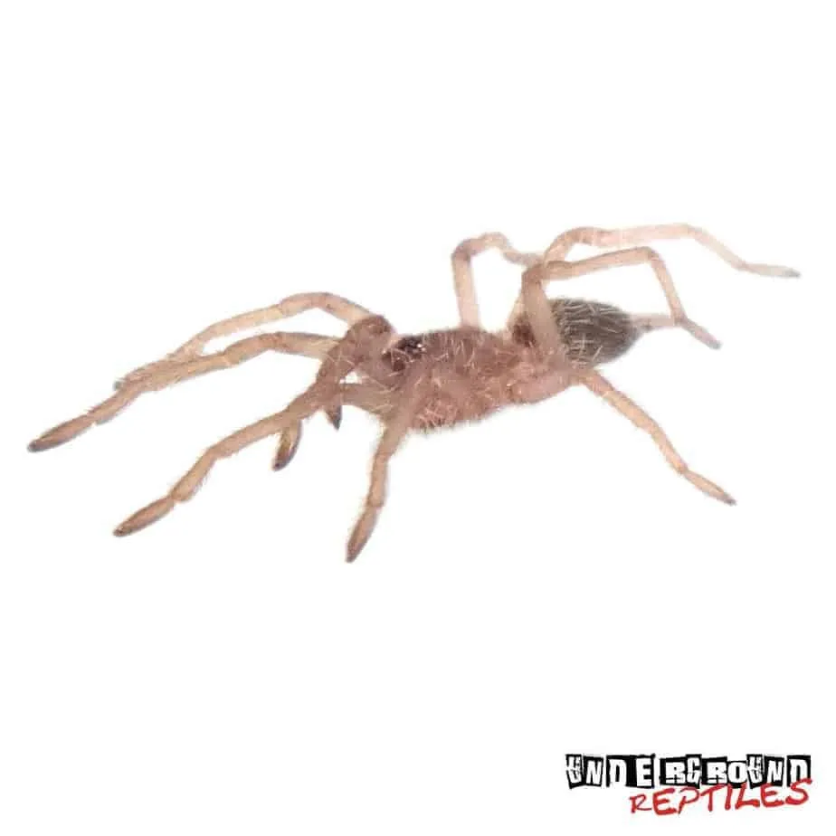 17448 tarantula feeding