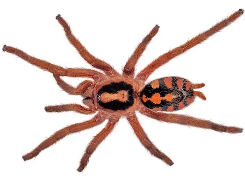 17448 tarantula handling