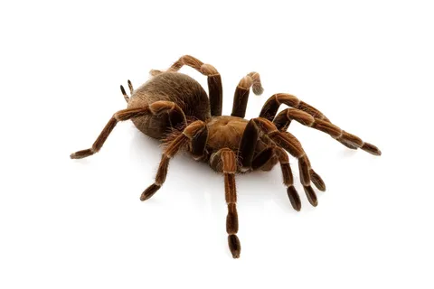 /img/17448-tarantula-market.webp