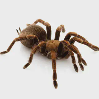 /img/17448-tarantula-market.webp