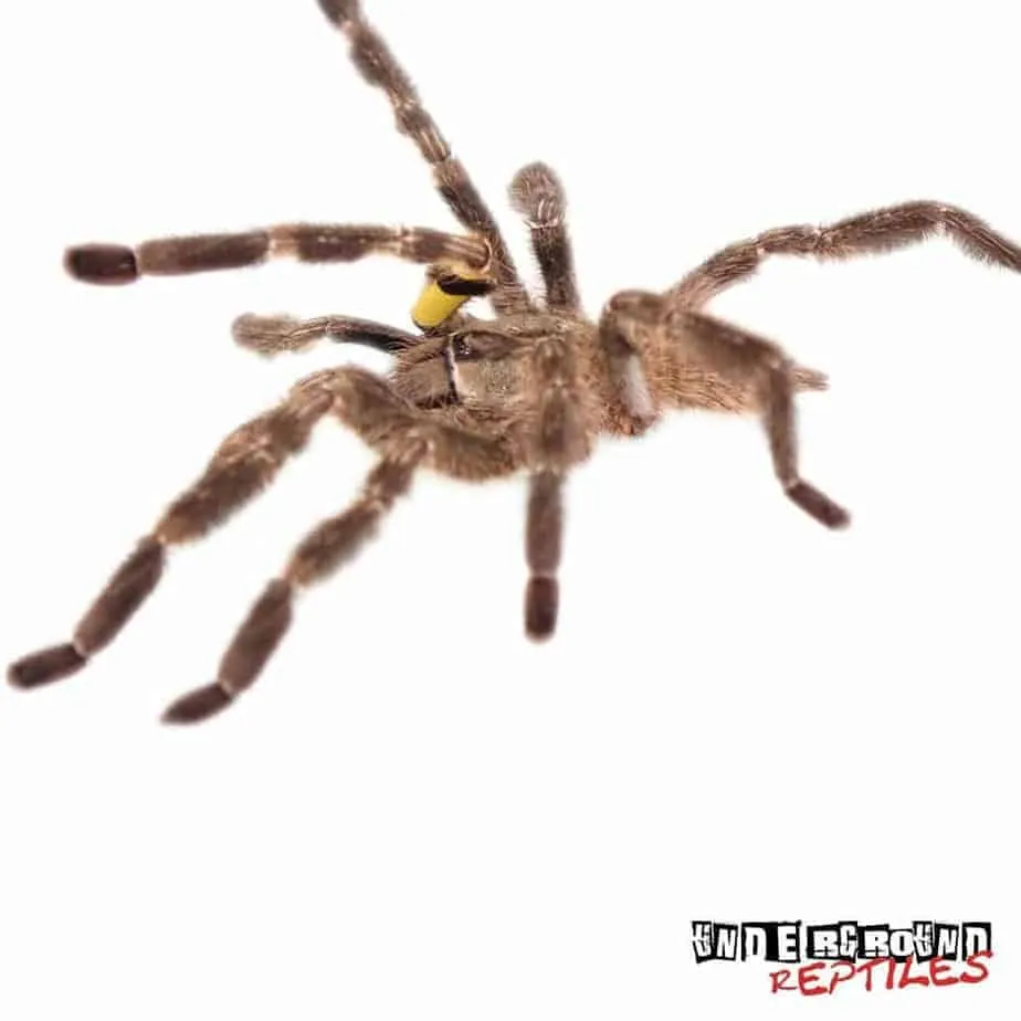 17448 tarantula species