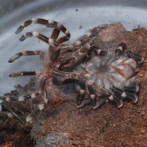 17450 freshly molted tarantula