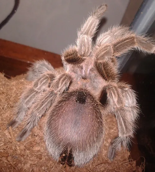 17450 healthy tarantula