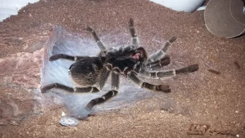 17450 molting mat