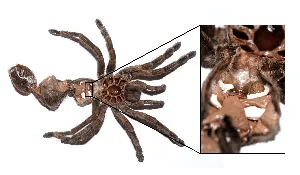 /img/17450-tarantula-feeding.webp