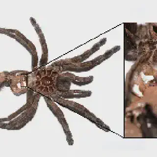 /img/17450-tarantula-feeding.webp