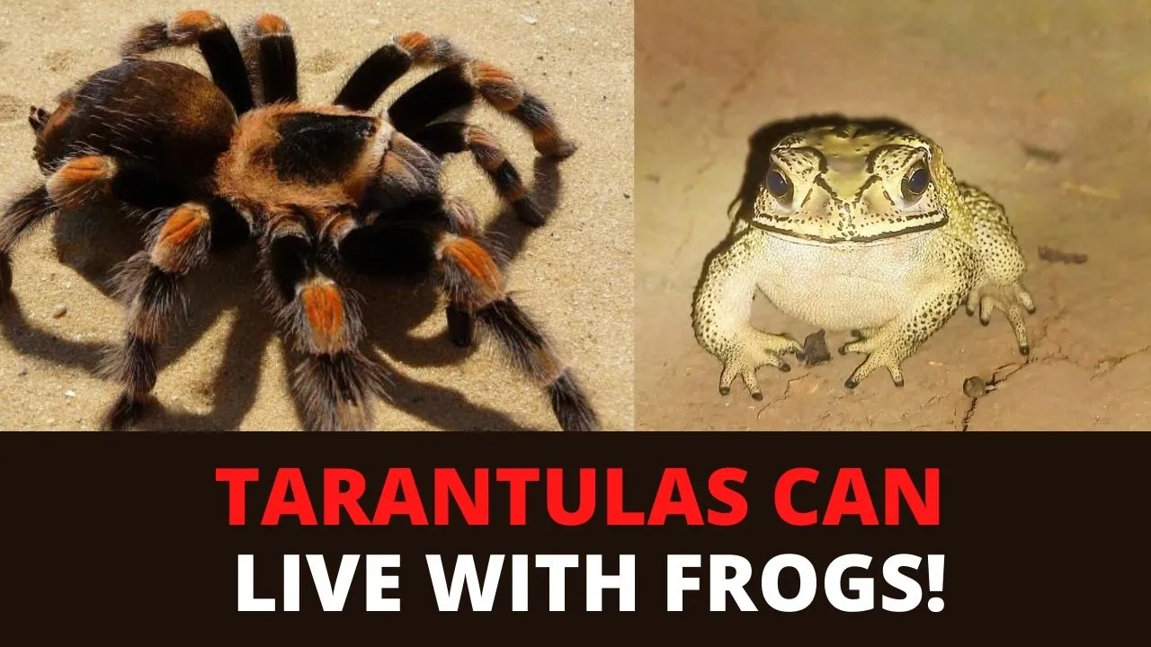 17453 tarantula and frog habitat